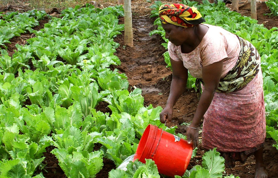 Four agriculture-focused companies to inspire Africa